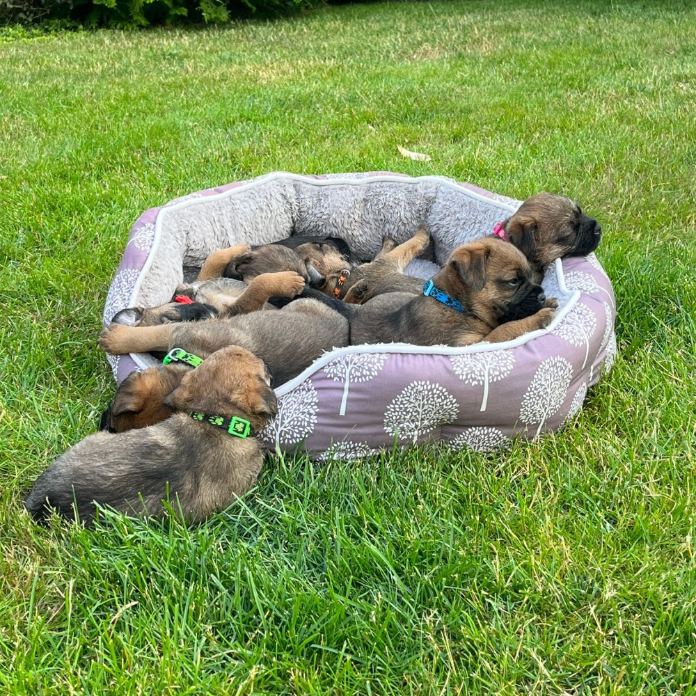 Pelíšek Koruna plyš JUKO M