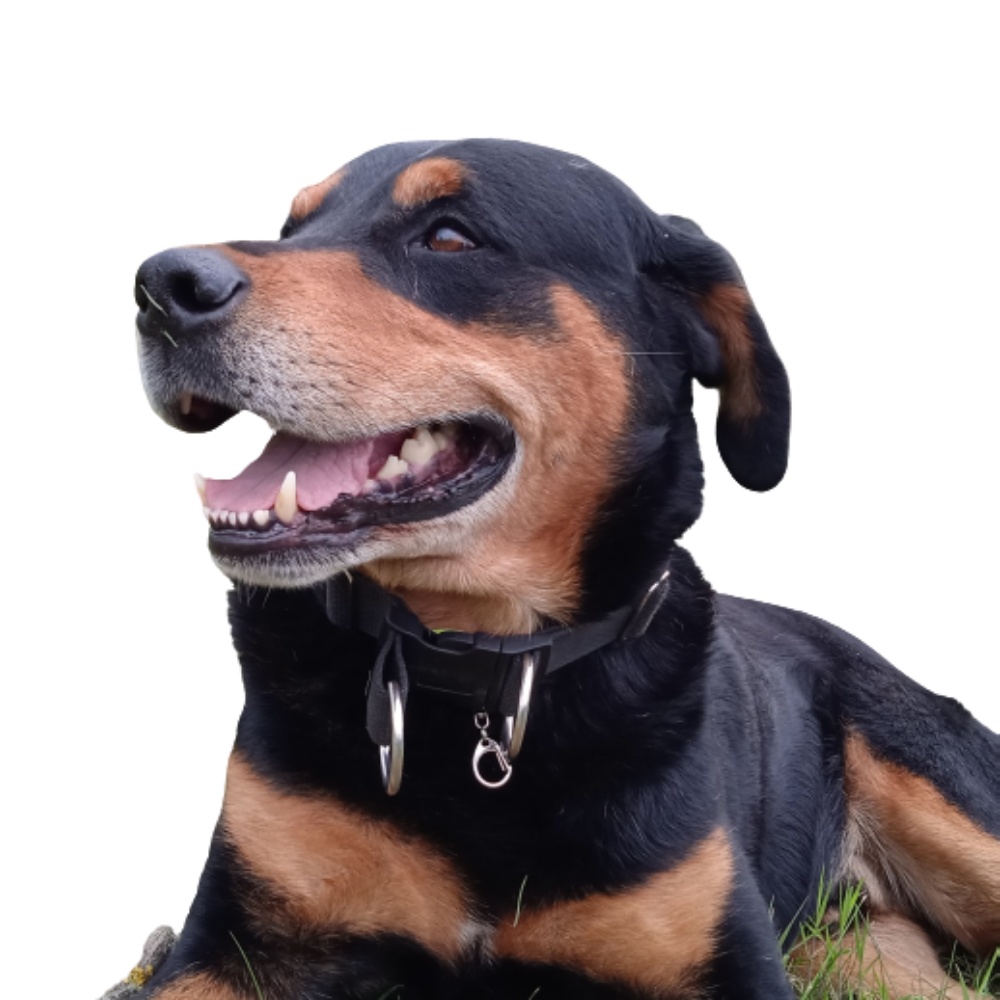 Obojek popruh podšitý 60 - 75 x 4 cm