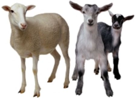 Obrázek pro kategorii Ovce, kozy, skot