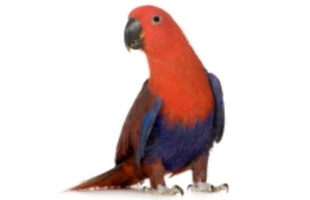 Obrázek pro kategorii Velký papoušek