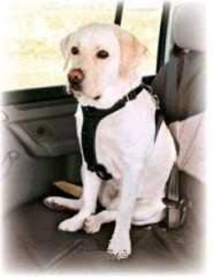 Obrázek z Postroj pro psa do auta Trixie S 30-60 cm 