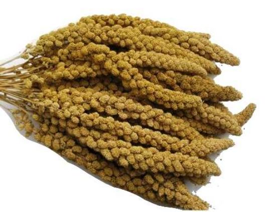 Obrázek z Senegalské proso žluté klasy 100 g  