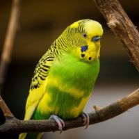 Andulka (papoušek vlnkovaný)
