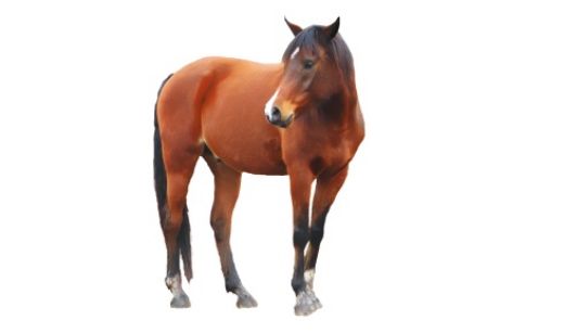 Obrázek pro kategorii Koně