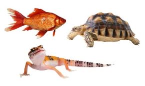 Obrázek pro kategorii Akvaristika, Teraristika