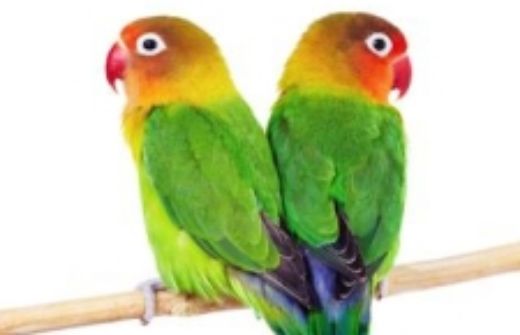 Obrázek pro kategorii Střední papoušek