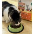 Harper and Bone Cat Sterilised čerstvé z trhu 2 kg, superprémiové krmivo pro dospělé kastrované kočky s kachnou, vepřovým, jehněčím a krůtou