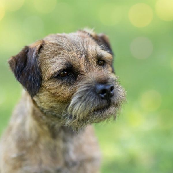 Poznejte Ciru: českou hvězdu Crufts 2026, která se za svůj domov odvděčila
